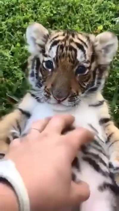 Belly Rubs