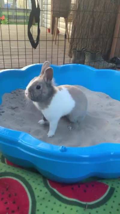 Gingy her first flop in the sandpit 😍
