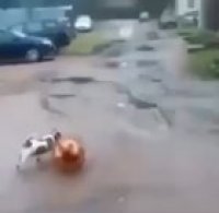 If 2020 was the dog