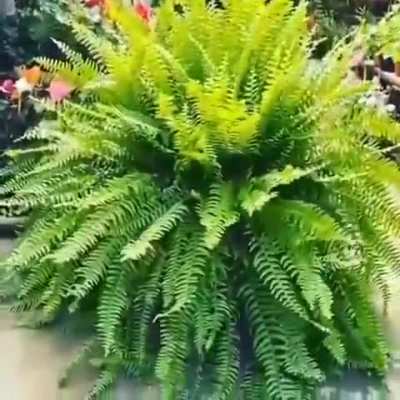 instant fern