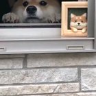 Doggo comes into Frame