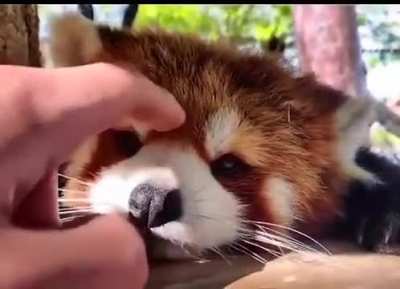 Boop !