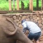 Baby elephant kicks human in the ass