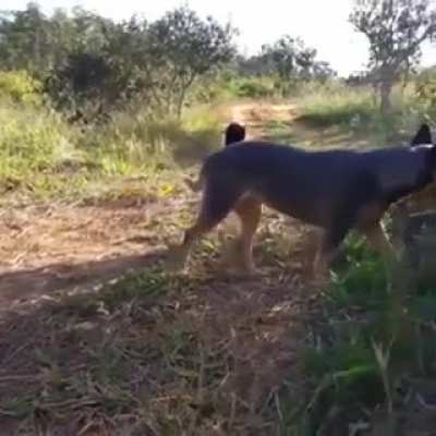 Dog brings along a new friend