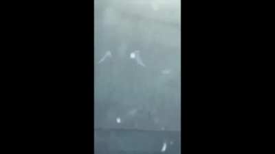 Lunatic tries to steal out of back of semi truck while its driving.