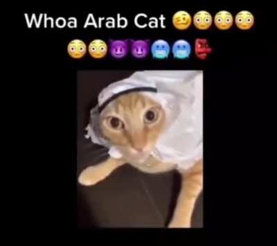 Halal cat 😇😇😇😇😇<wbr>😇😼😼😼😼<wbr>😼😼😷👽🤒<wbr>🙀🤡🤝😈😹<wbr>🤠🤖☠️😺<wbr>🤠👹🤠😽👽<wbr>🤕🤑🤒👻😈<wbr>😾👹
