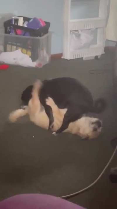 Kiki and Leo, without fail, 69 every afternoon at about 3:30