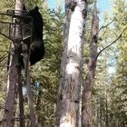 Guy telling a bear to get off his tree stand