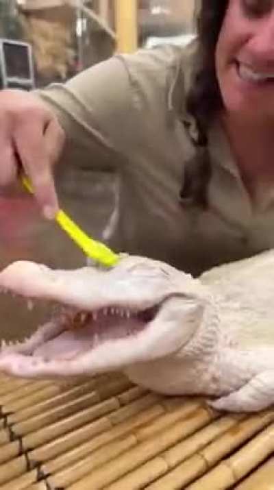 Crocodile smiles...