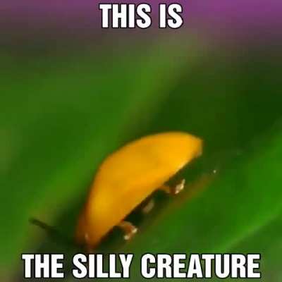 Bug
