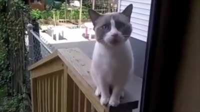 A classical musician created a harmony specifically to match this cat's wailings