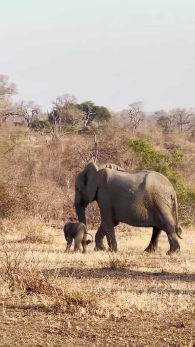 Tiny baby elephant 😍