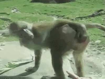 MOnkeyASS