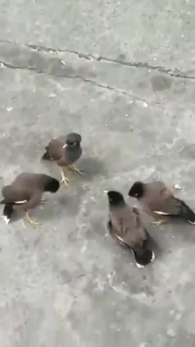 Aunties of society gossiping