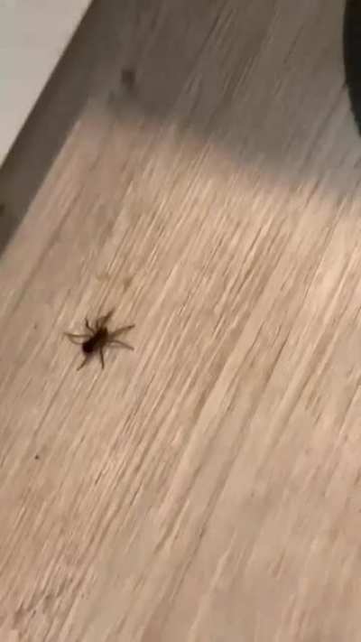 Spider