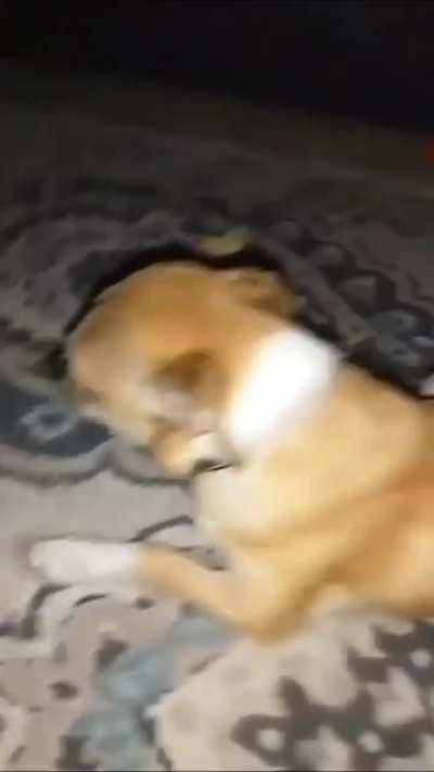 Can I touch it fool?