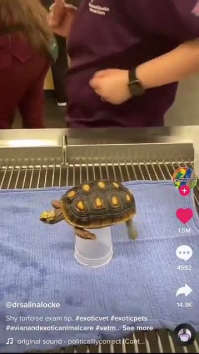 How to examine a turtle? 🐢