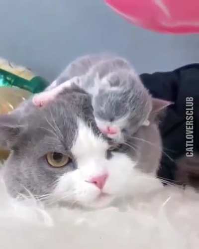 Немного милоты
