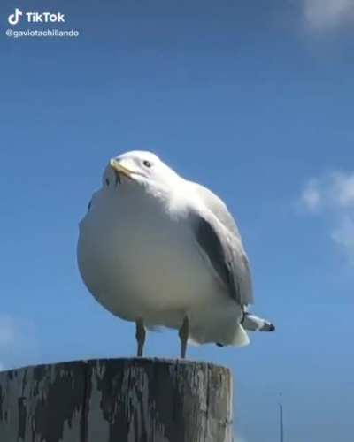 Seagull Squeak