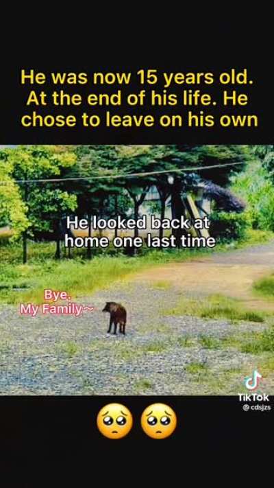 Old dog left home & his owner as he layed to his deathbed in a distant corner