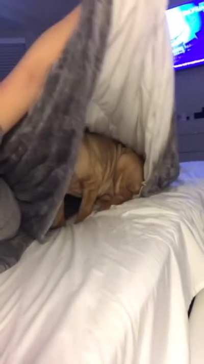 Gentle pupper asks to be tucked in to bed