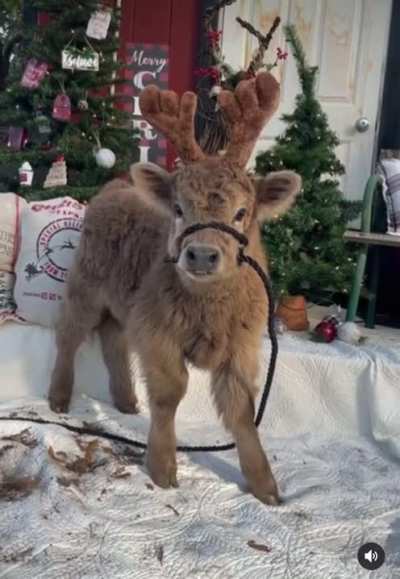 Young fawn