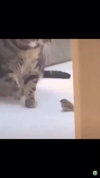 Poor bird