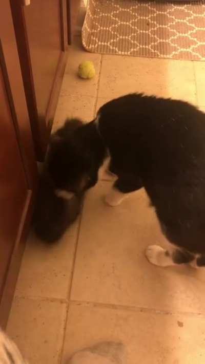 Astrid: “Hi! Hi” Mocha: “BYE” Astrid: “Let me love you!!”