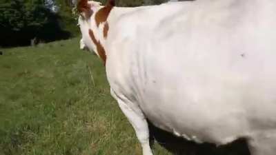 Cow is hoping someone will play with them