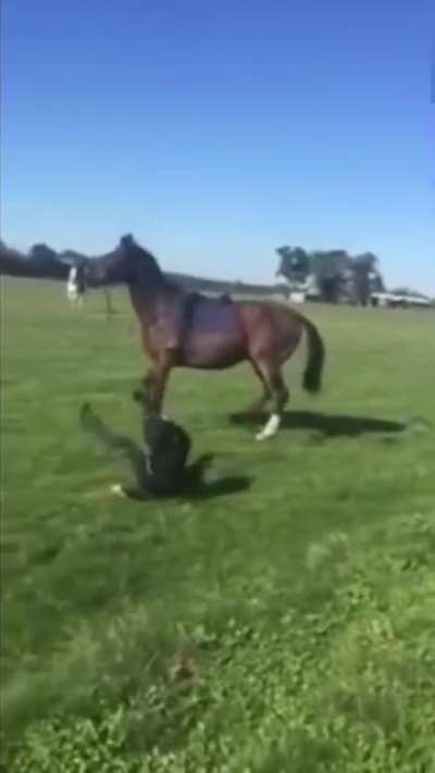 Woman vs Horse… who wins?