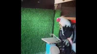 Dio o galo de combate
