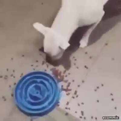 His digestion is healthy enough