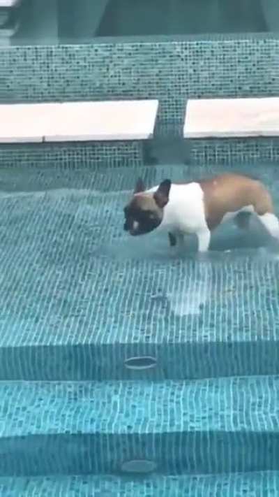 Friday's Dog