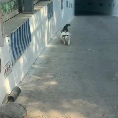 These cats