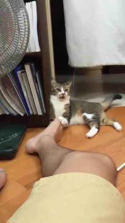 The cat, for once in it's life, has cursed it's heightened smell.