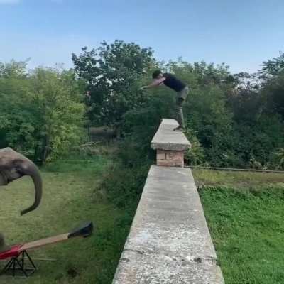 Elephant unstuck from seesaw thanks to a front flip
