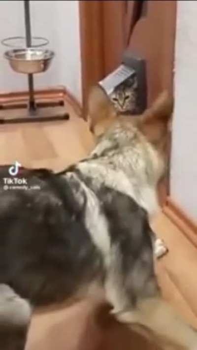 Assertive Cat is not having any of it.