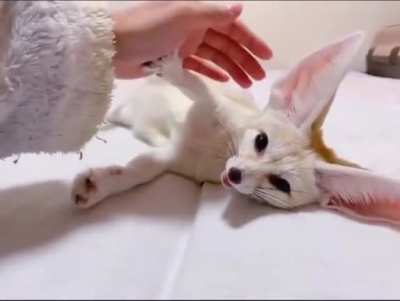 no hooman