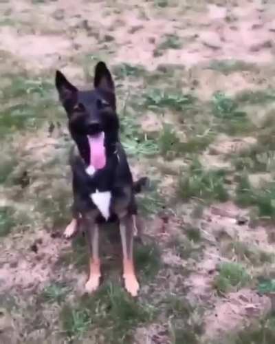 This is my dog Gus
