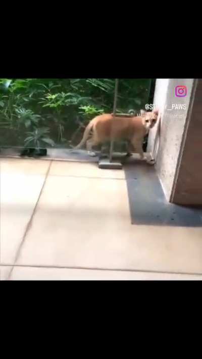 🧍➡️🦠➡️🧑‍🤝‍🧑 (mitosis cat) 