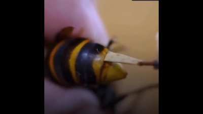 Just a small parasite
