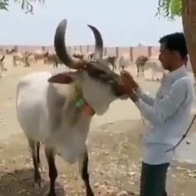 Cow comes to the rescue against (staged) violence