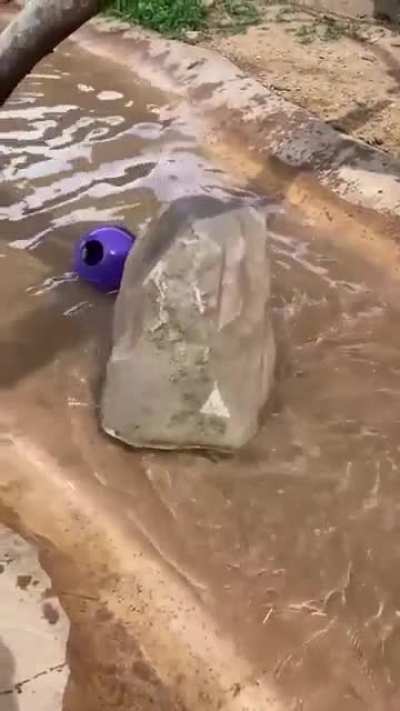 Going otter cover