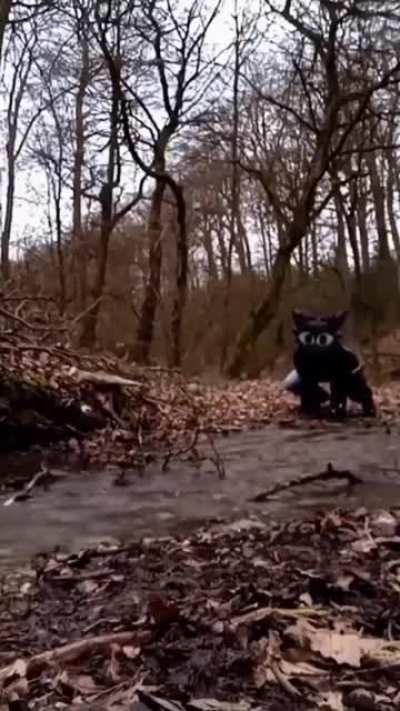 So, you think you're a animal