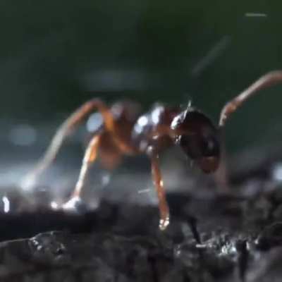 🔥 This is a bombardier beetle which has developed a deadly defense mechanism: a strong (22mph) blast of boiling acid (100C) from the rear