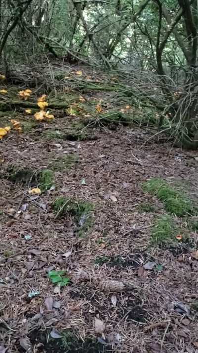 Biggest coastal chanterelle patch I've ever found. It spilled down both sides of the hill. There is more to the right and more behind us.