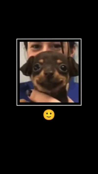 Jos dog