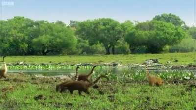 Coatis in reverse look like herds of tiny brontosauruses