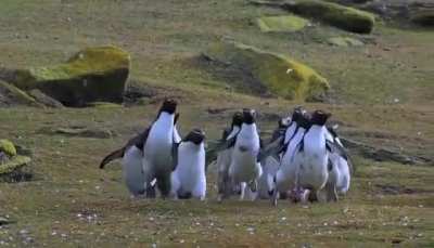 Penguins chasing a butterfly