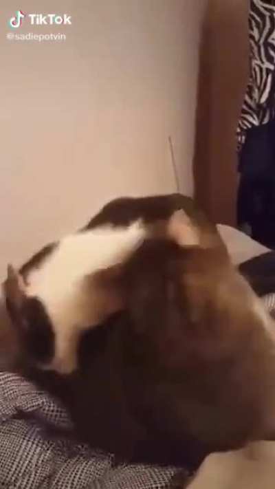 cat attac
